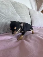 Black and tan girl #2, a female Chihuahua for sale in Shevlin, MN – 5 of 8