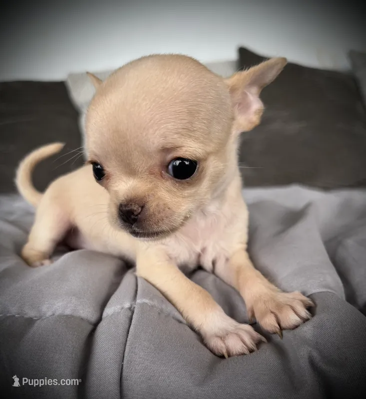 Tilly – Chihuahua puppy for sale in Shevlin, MN