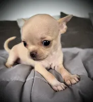 Tilly, a female Chihuahua for sale in Shevlin, MN – 1 of 6