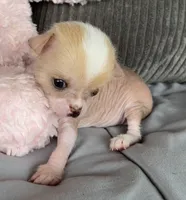 Pinky, a female Chihuahua for sale in Shevlin, MN – 7 of 10