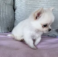 Snowflake , a female Chihuahua for sale in Shevlin, MN – 6 of 10