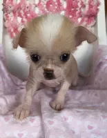 Pinkie, a female Chihuahua for sale in Shevlin, MN – 7 of 10