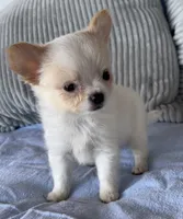 Snowflake , a male Chihuahua for sale in Shevlin, MN – 6 of 8