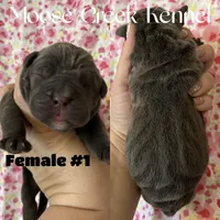 Female #1, a female Cane Corso and Olde English Bulldogge for sale in Shevlin, MN – 2 of 3