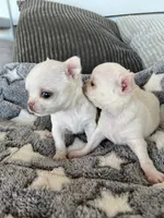 Taffy, a female Chihuahua for sale in Shevlin, MN – 3 of 6