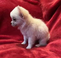 Icy, a female Chihuahua for sale in Shevlin, MN – 4 of 10