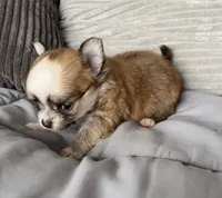 Tommy, a male Chihuahua for sale in Shevlin, MN – 8 of 10