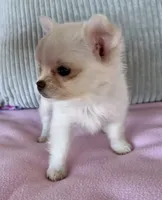 Snowflake , a female Chihuahua for sale in Shevlin, MN – 4 of 10
