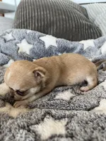 Fawn, a female Chihuahua for sale in Shevlin, MN – 5 of 9