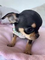 Black and tan girl #3, a female Chihuahua for sale in Shevlin, MN – 9 of 10
