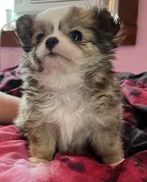 Munchkin , a male Chihuahua for sale in Shevlin, MN – 8 of 9