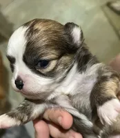 Ivy’s boy, a male Chihuahua for sale in Shevlin, MN – 2 of 10