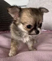 Toto, a female Chihuahua for sale in Shevlin, MN – 8 of 10