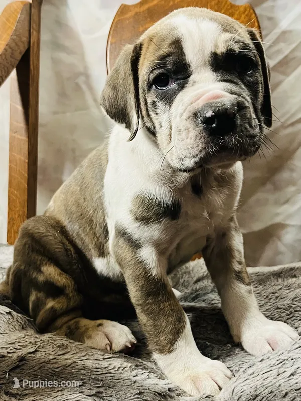Female #3 – Cane Corso, Olde English Bulldogge puppy for sale in Shevlin, MN