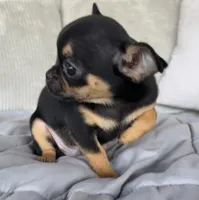 Black and tan girl #1, a female Chihuahua for sale in Shevlin, MN – 1 of 6