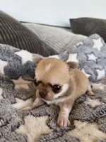 Fawn, a female Chihuahua for sale in Shevlin, MN – 7 of 9