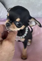 Black and tan girl #3, a female Chihuahua for sale in Shevlin, MN – 6 of 10