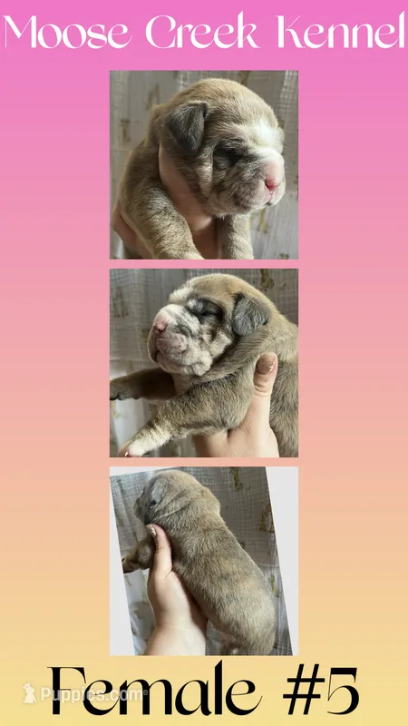 Female #5 – Cane Corso, Olde English Bulldogge puppy for sale in Shevlin, MN