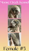Female #5, a female Cane Corso and Olde English Bulldogge for sale in Shevlin, MN – 1 of 3