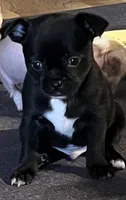 Cole, a male Chihuahua for sale in Shevlin, MN – 9 of 10