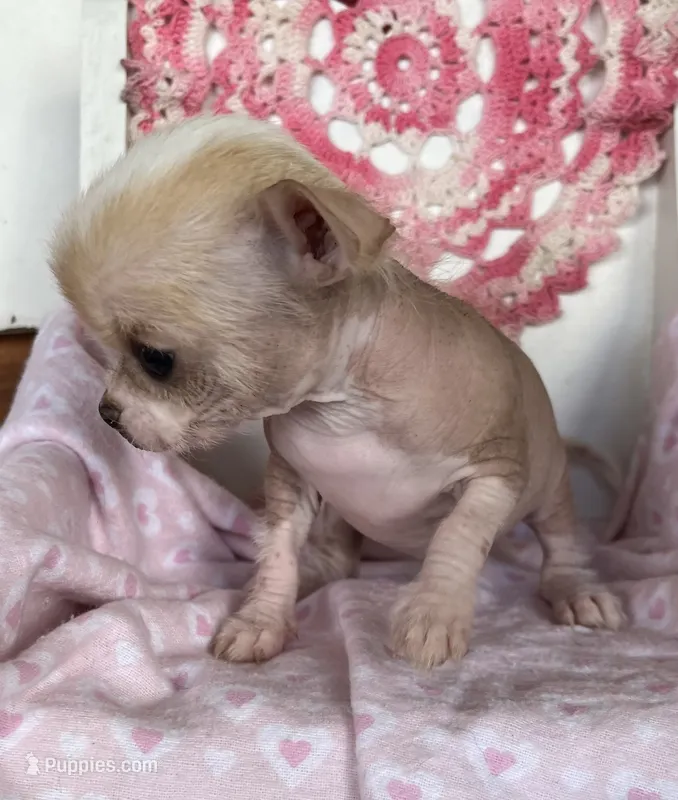 Pinky – Chihuahua puppy for sale in Shevlin, MN