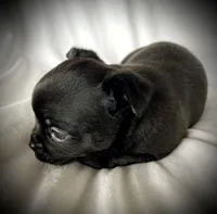 Cole, a male Chihuahua for sale in Shevlin, MN – 8 of 10