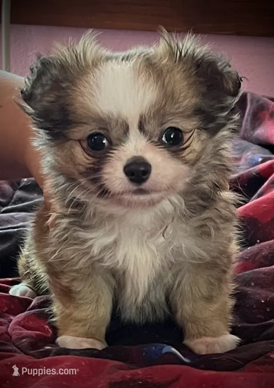 Munchkin  – Chihuahua puppy for sale in Shevlin, MN