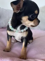 Black and tan girl #3, a female Chihuahua for sale in Shevlin, MN – 5 of 10