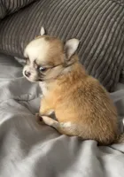 Tommy, a male Chihuahua for sale in Shevlin, MN – 6 of 10