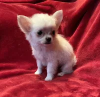 Icy, a female Chihuahua for sale in Shevlin, MN – 7 of 10