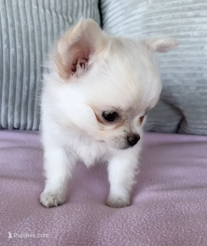 Snowflake  – Chihuahua puppy for sale in Shevlin, MN