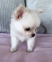 Snowflake , a female Chihuahua for sale in Shevlin, MN – 1 of 10