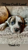 Female #3, a female Cane Corso and Olde English Bulldogge for sale in Shevlin, MN – 5 of 7