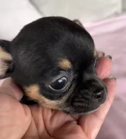 Tammy, a female Chihuahua for sale in Shevlin, MN – 9 of 10