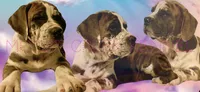 Female #3, a female Cane Corso and Olde English Bulldogge for sale in Shevlin, MN – 2 of 10
