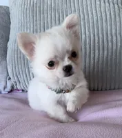Snowflake , a female Chihuahua for sale in Shevlin, MN – 8 of 10
