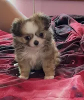 Munchkin , a male Chihuahua for sale in Shevlin, MN – 5 of 9