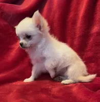 Icy, a female Chihuahua for sale in Shevlin, MN – 2 of 10
