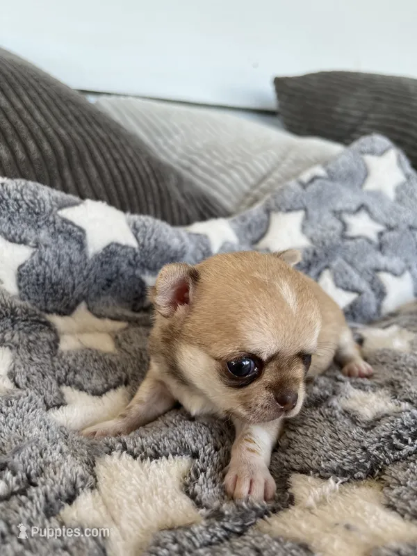 Fawn – Chihuahua puppy for sale in Shevlin, MN