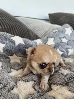 Fawn, a female Chihuahua for sale in Shevlin, MN – 1 of 9