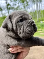 Male #2, a male Cane Corso and Olde English Bulldogge for sale in Shevlin, MN – 4 of 5