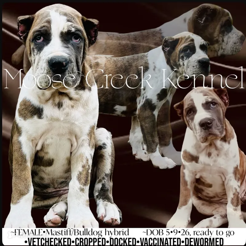 Female #3 – Cane Corso, Olde English Bulldogge puppy for sale in Shevlin, MN