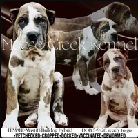 Female #3, a female Cane Corso and Olde English Bulldogge for sale in Shevlin, MN – 1 of 10