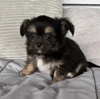 Scruffy, a male Chihuahua and Chinese Crested for sale in Shevlin, MN – 3 of 10