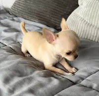 Tilly, a female Chihuahua for sale in Shevlin, MN – 2 of 6