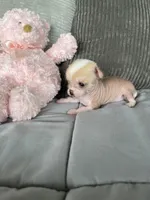 Pinky, a female Chihuahua for sale in Shevlin, MN – 8 of 10