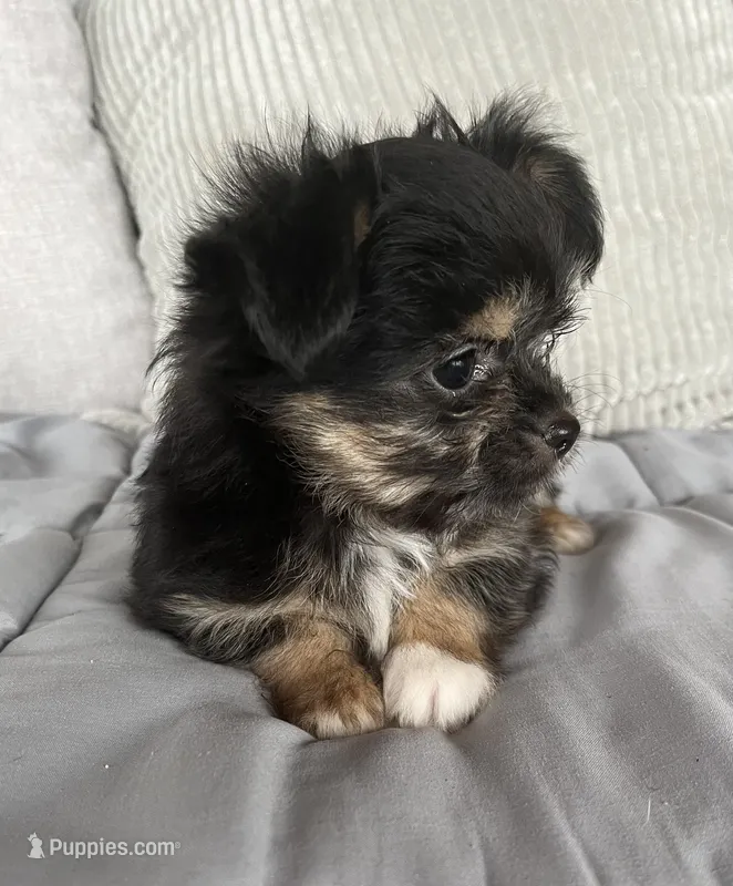 Scruffy – Chihuahua, Chinese Crested puppy for sale in Shevlin, MN
