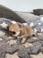 Fawn, a female Chihuahua for sale in Shevlin, MN – 6 of 9
