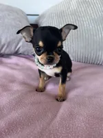 Black and tan girl #3, a female Chihuahua for sale in Shevlin, MN – 10 of 10