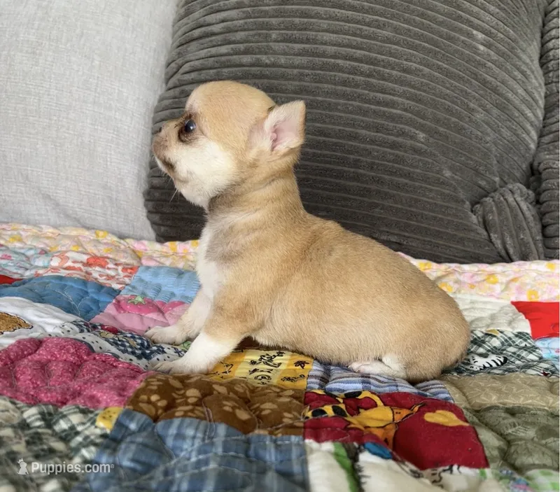 Fawn – Chihuahua puppy for sale in Shevlin, MN